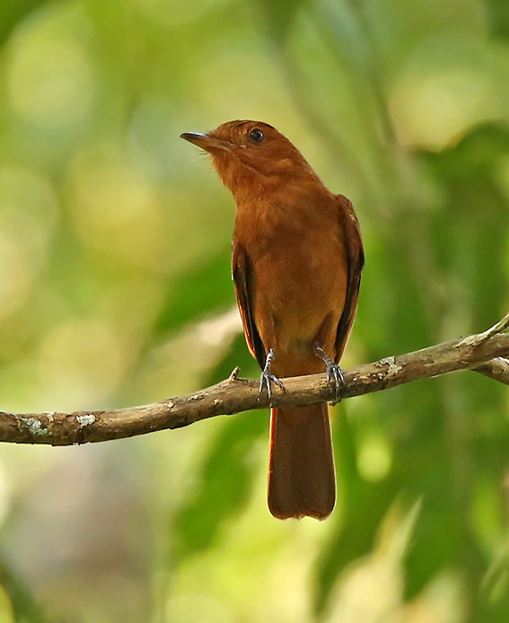 Rufous Mourner