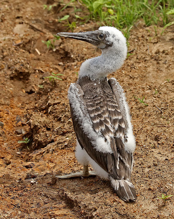 Blue-footed Booby