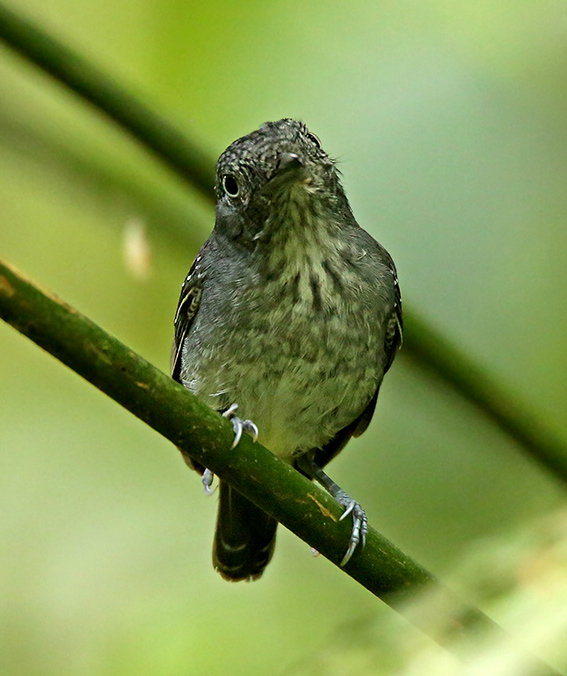 Spot-crowned Antvireo