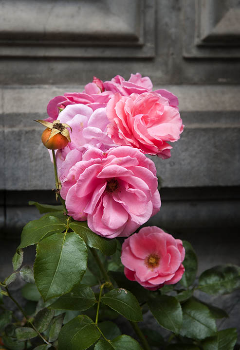 A rose in Amsterdam