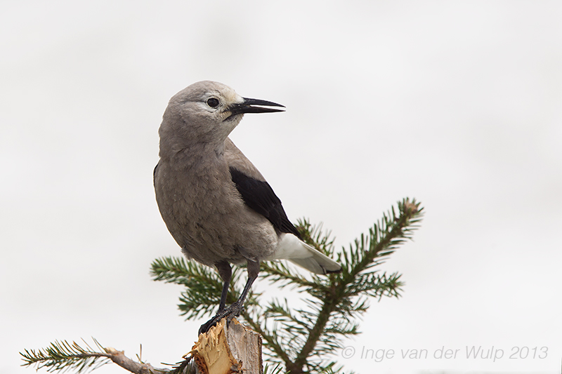 Clarks Nutcracker