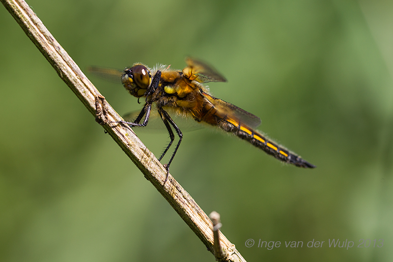 Viervlek - Four-spotted chaser