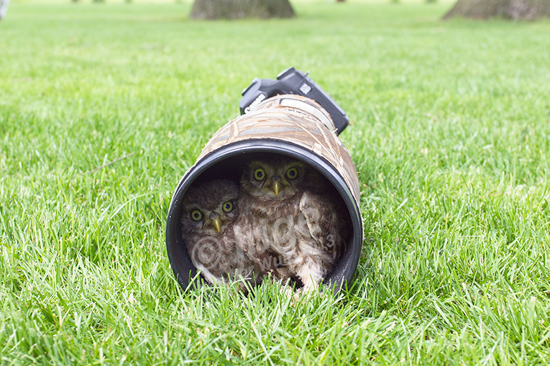 Steenuil - Little Owl