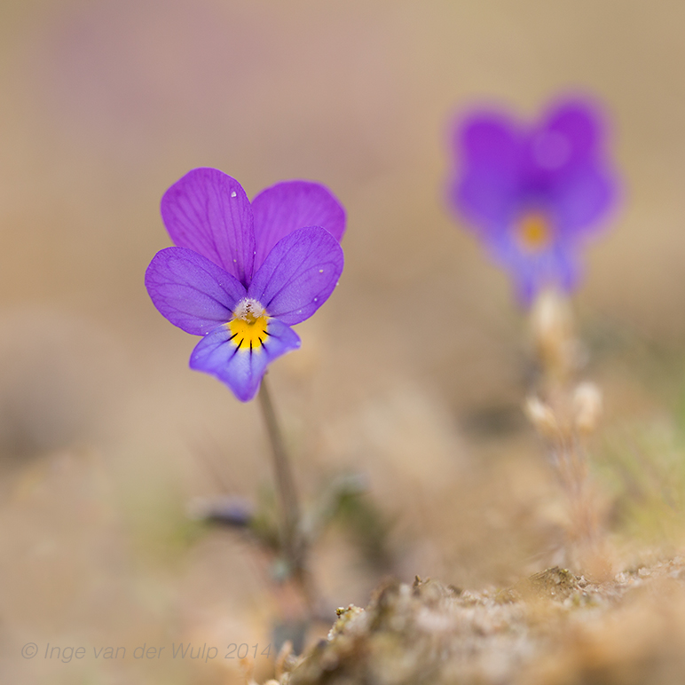 Duinviooltje - Dune Pansy