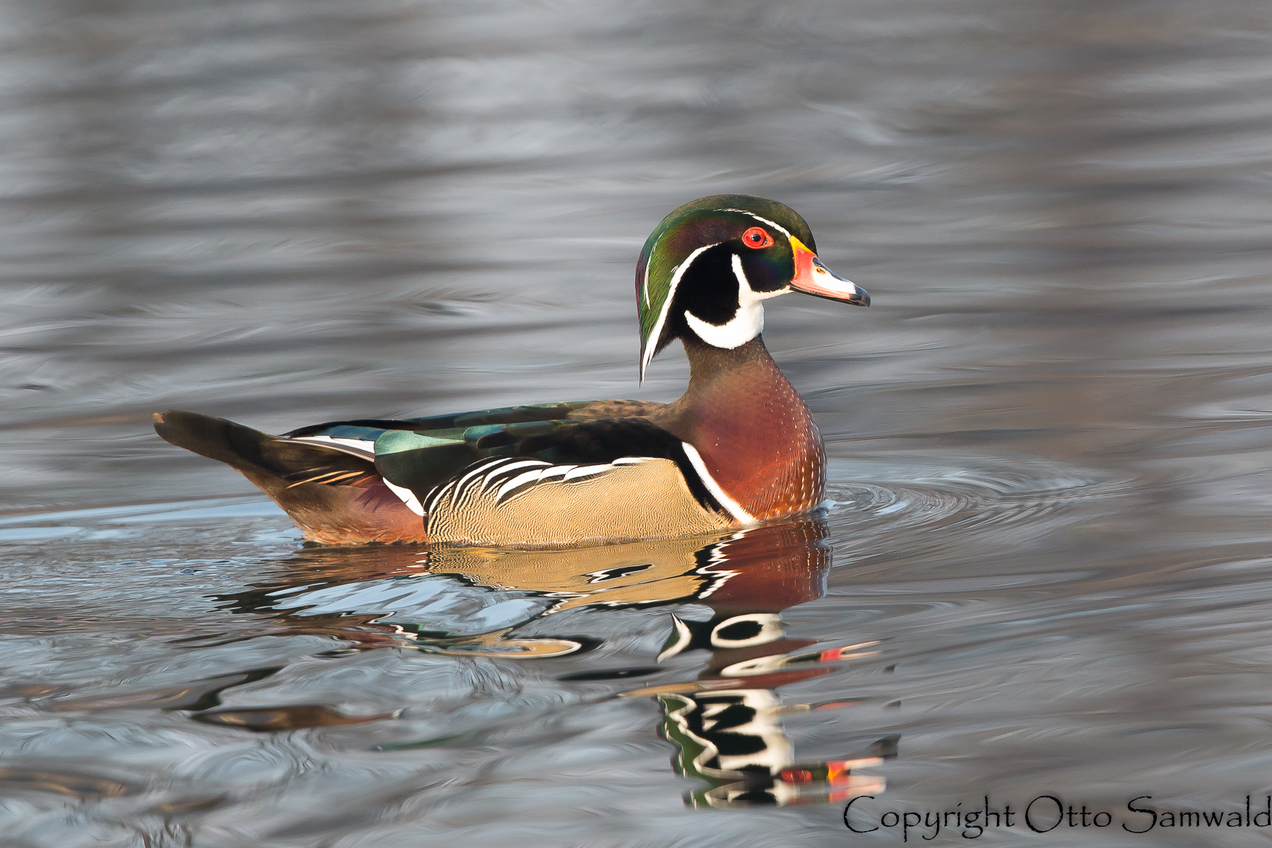 Wood Duck - Aix sponsa