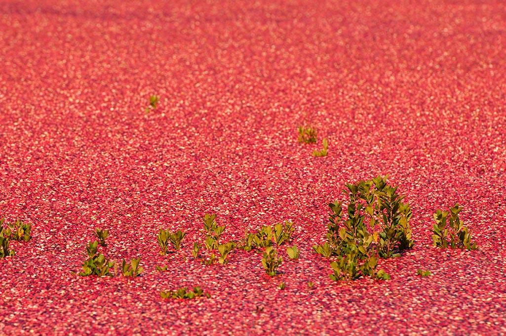 A whole heap of cranberries