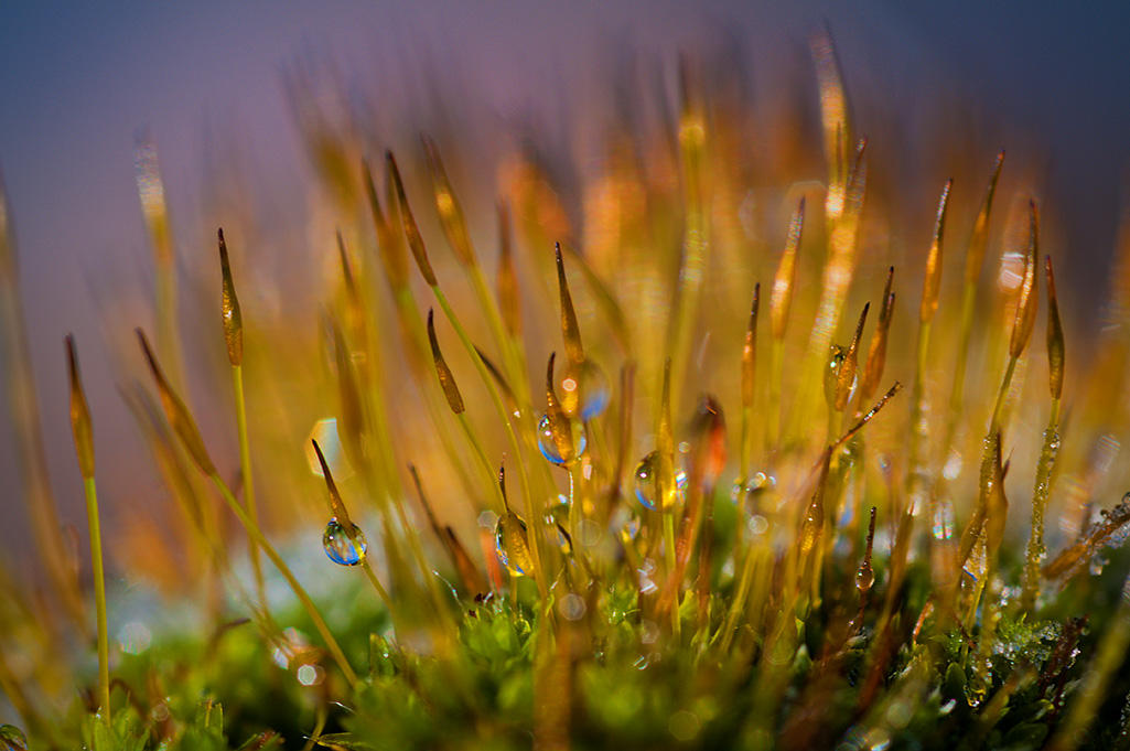 December 02 - Drippy Moss