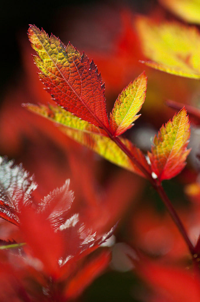 Astilbe fire