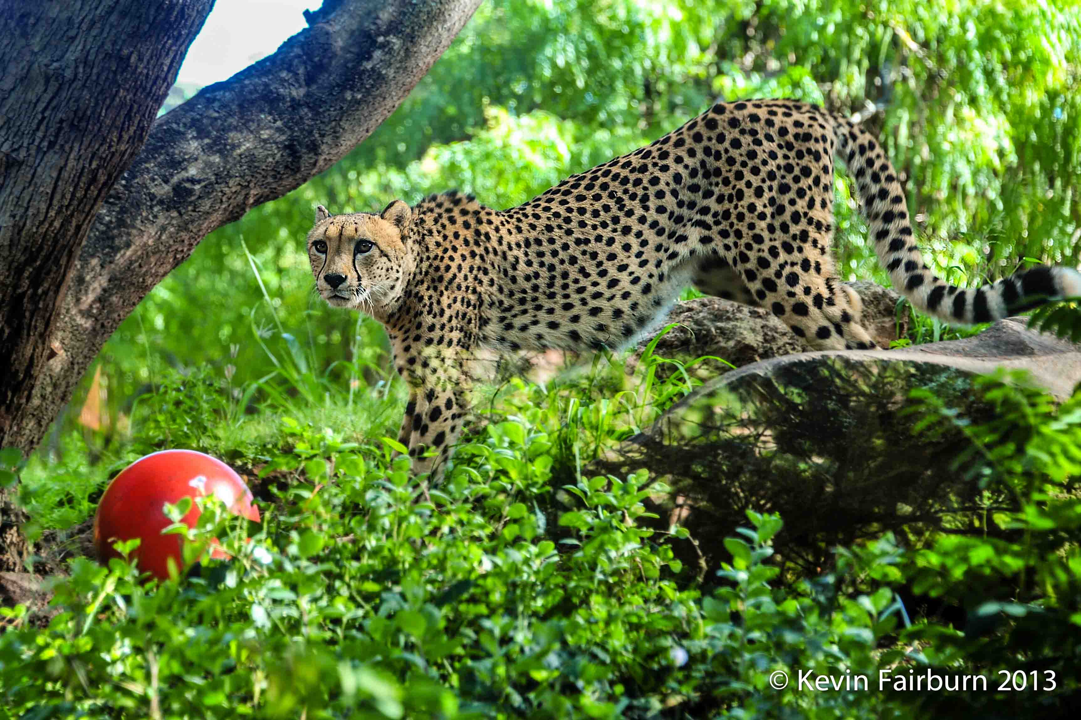 Cheetah at Mauis Zoo 