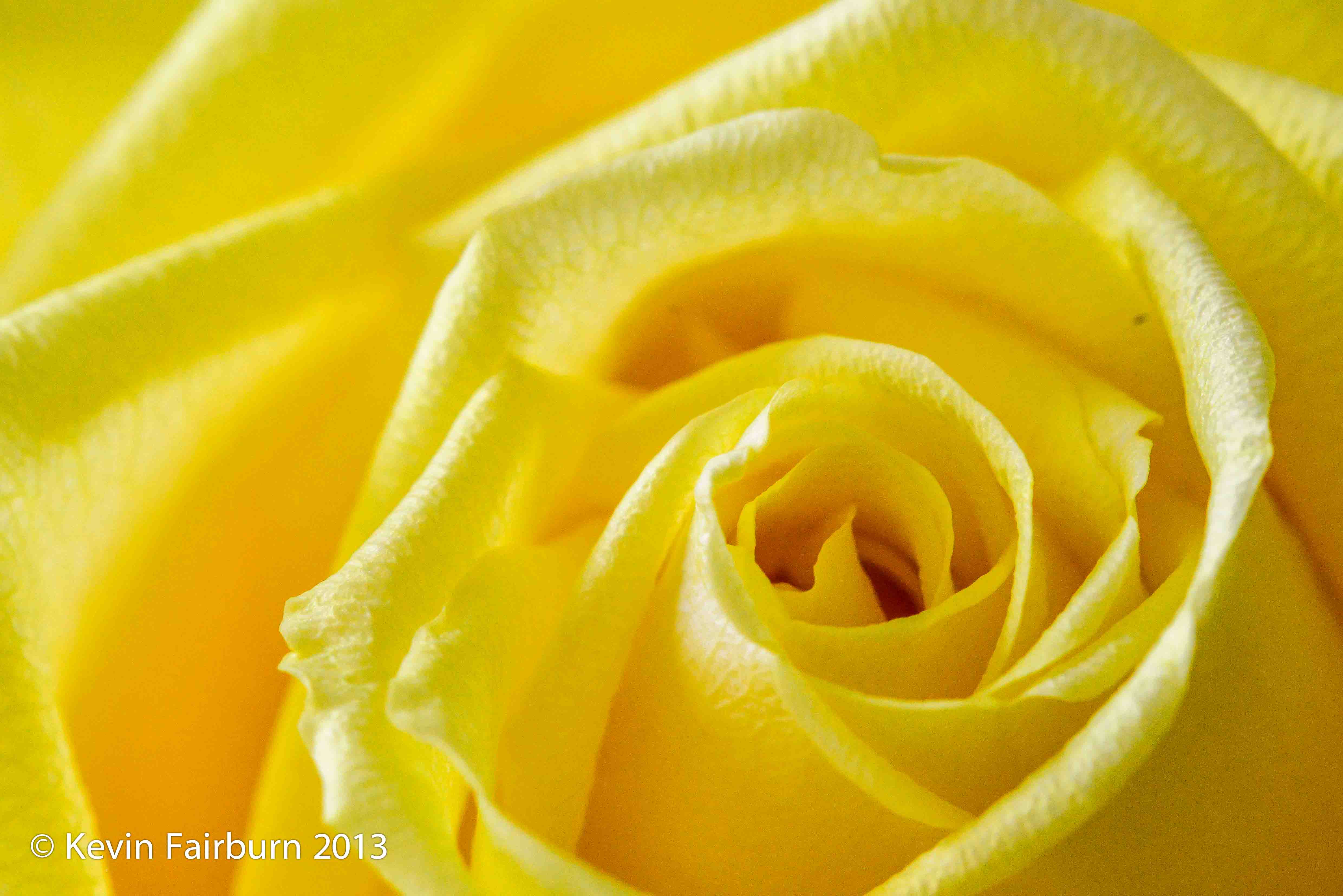 Yellow Beauty 1 (1 of 1).jpg