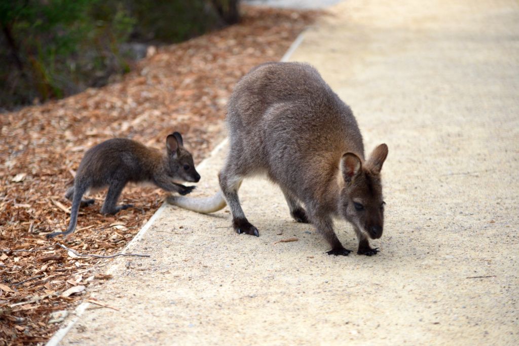 Freycinet National Park