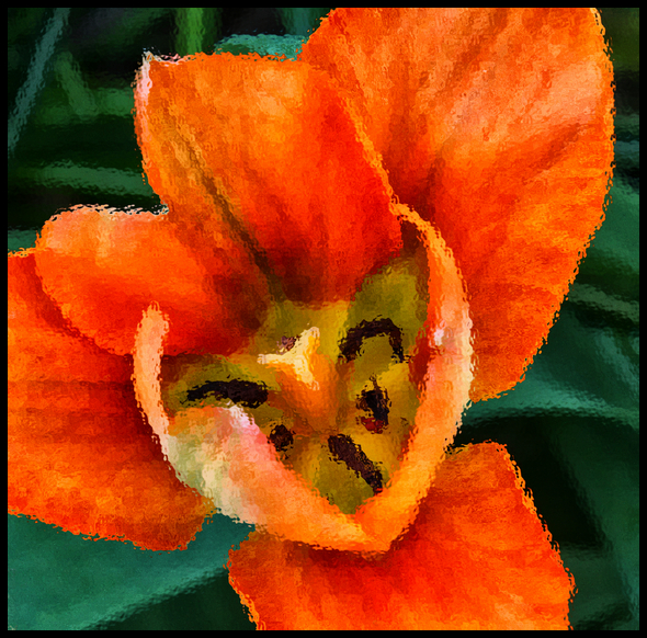 Tulip today