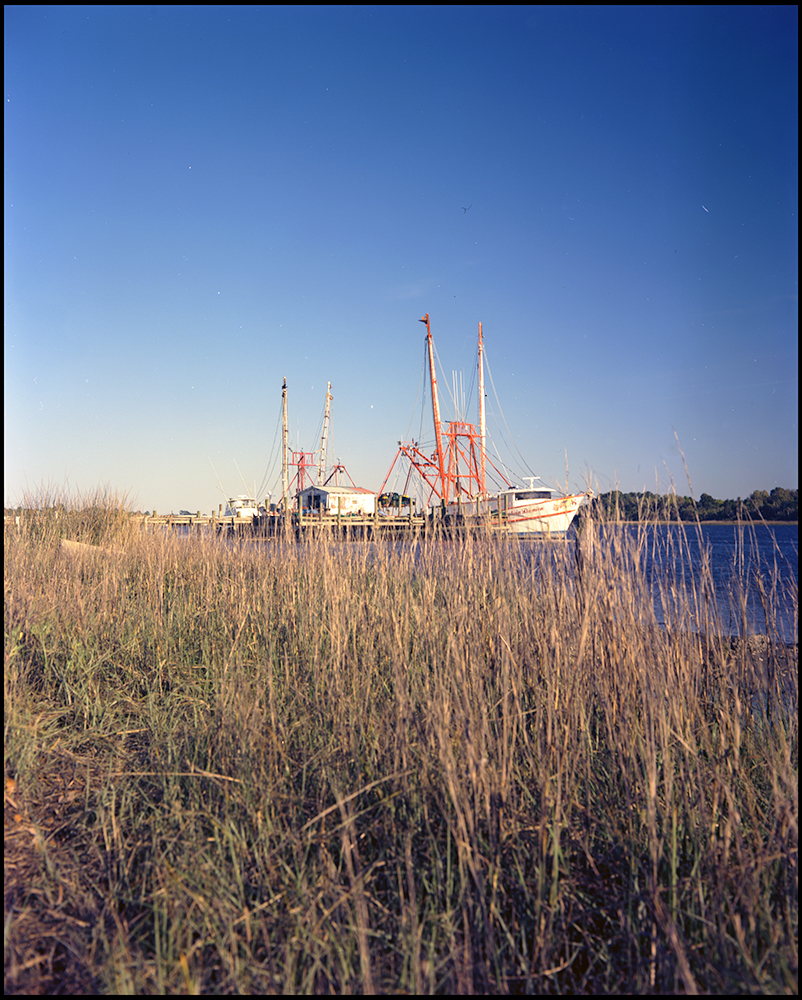 Brown Island Shrimper - Color