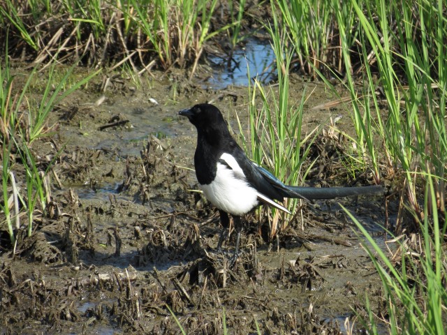 Black-billed Magpie at Westchester Lagoon