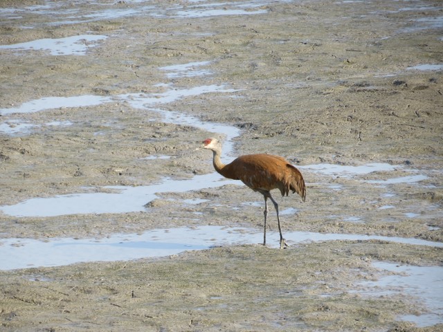 Sandhill Crane