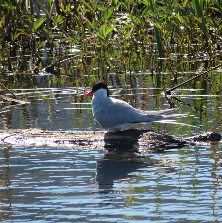 Arctic Tern -- the longest migrant