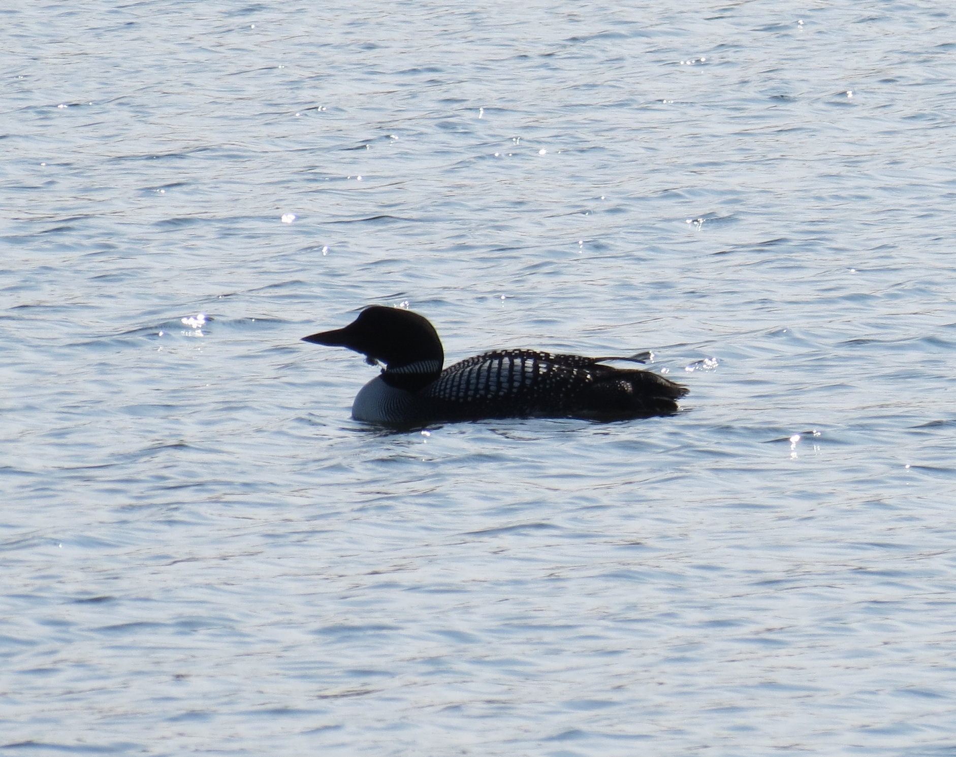 Common Loon