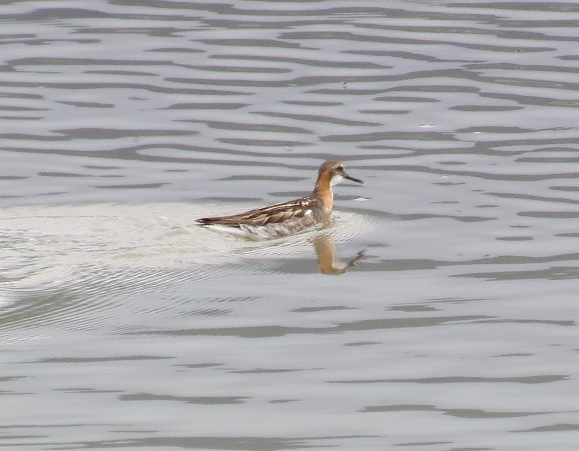  Red-necked Phalarope
