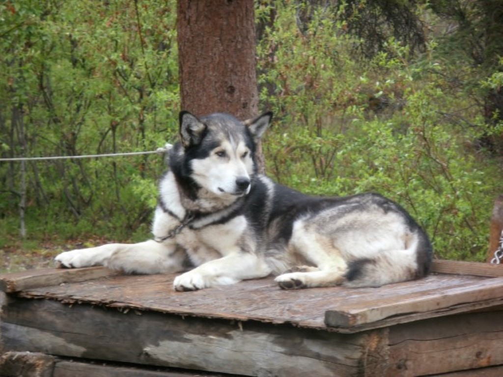 Sled Dog 