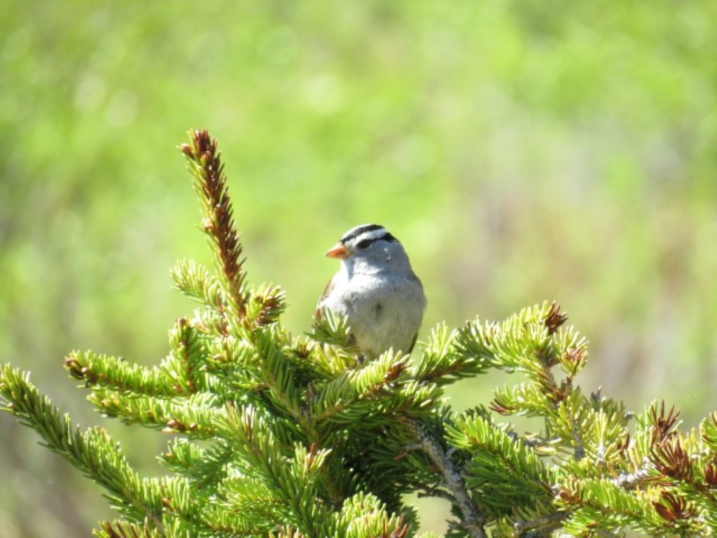 White-crowned Sparrow