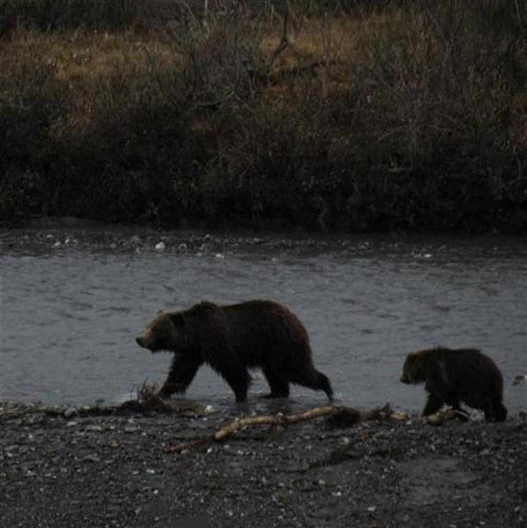 Mama and Baby Brown Bear