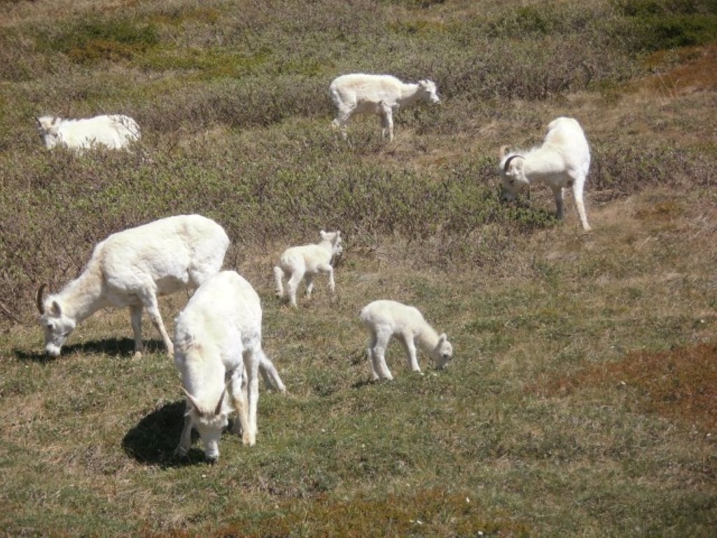 Dall Sheep Family 