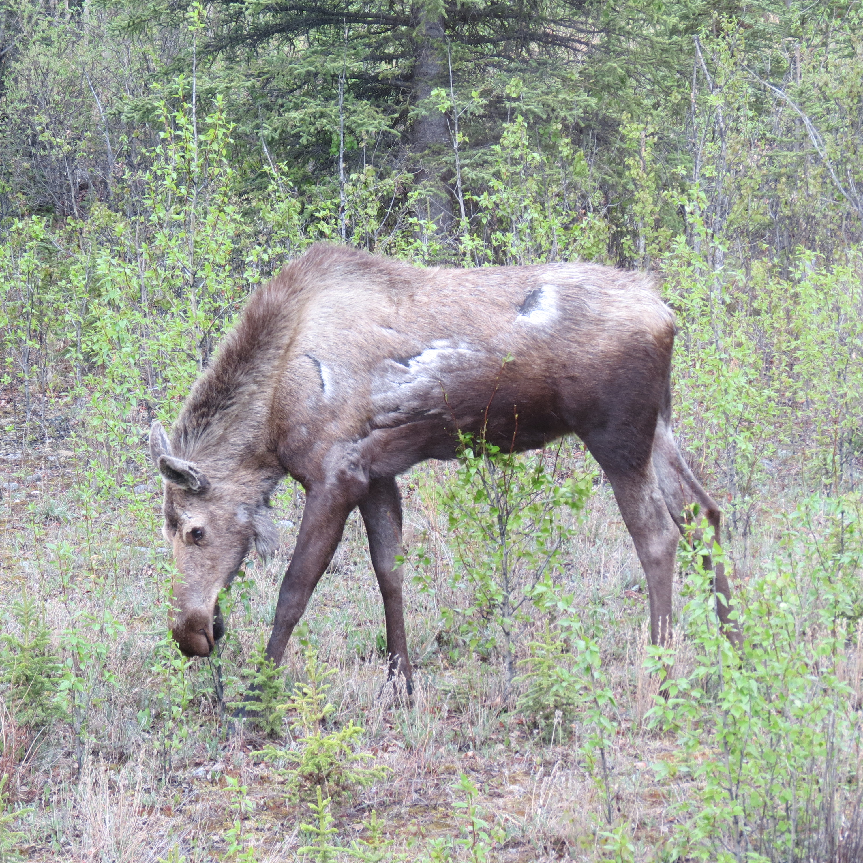 Moose
