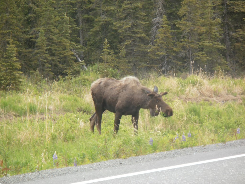 Bullwinkle