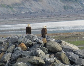 Bald Eagles at Homer