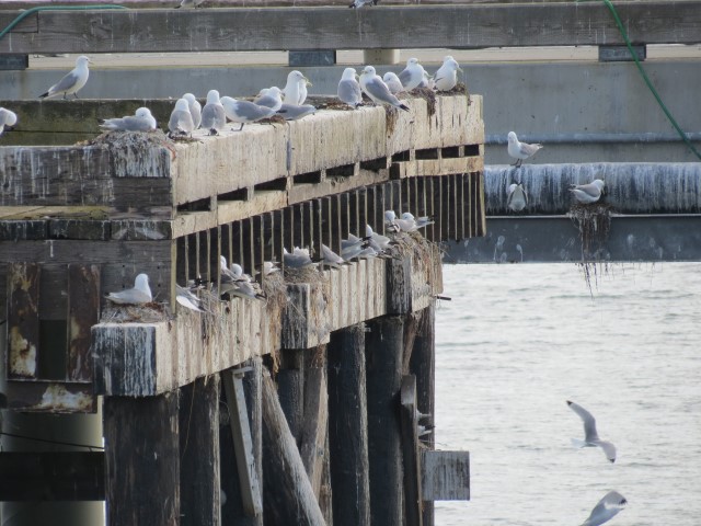 Nesting Gulls