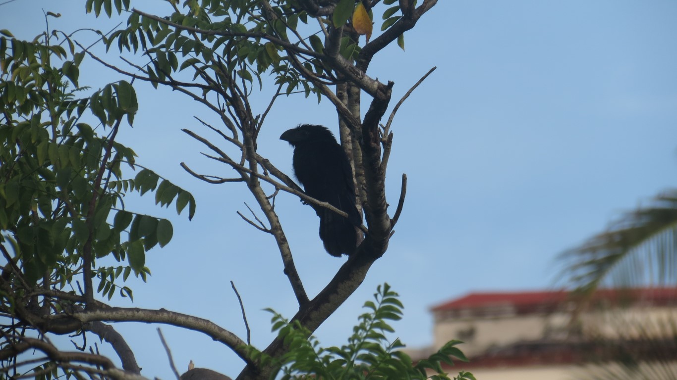 Groove-billed Ani