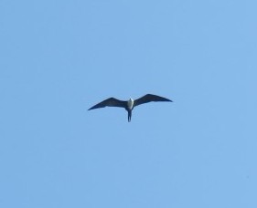 Frigatebird