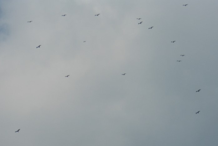 Some vultures