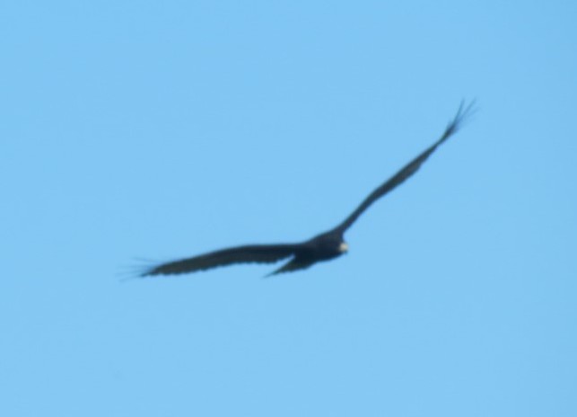 Zone-tailed Hawk