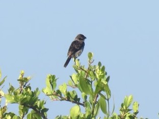 Blue-black Grassquit