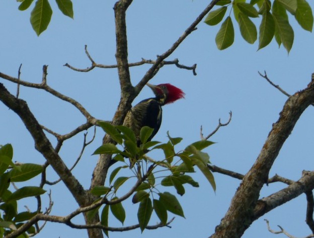 Lineated Woodpecker