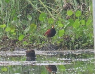 Northern Jacana