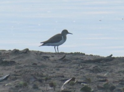 Spotted Sandpiper