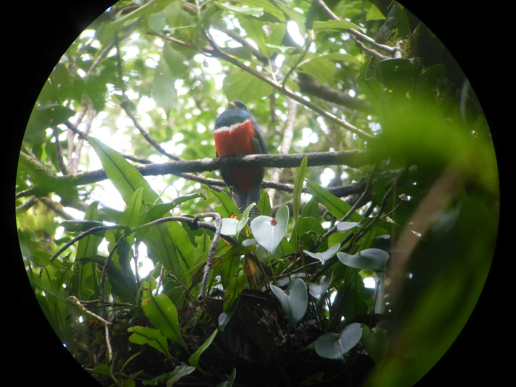 Collared Trogon