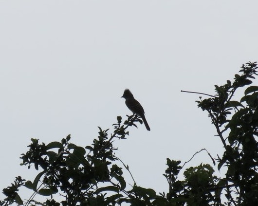 Yellow-bellied Elaenia silhouette