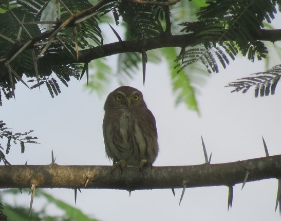 Ferruginous Pygmy Owl  #2