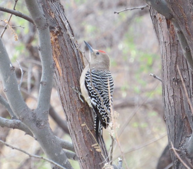 Gila Woodpecker at Patons