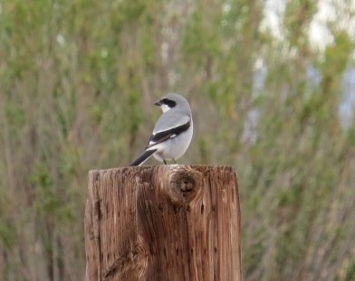 Loggerhead Shrike