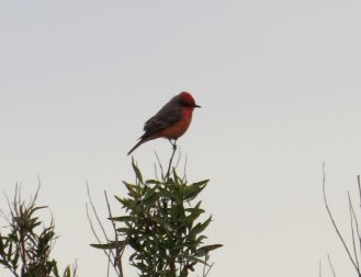 Vermillion Flycatcher