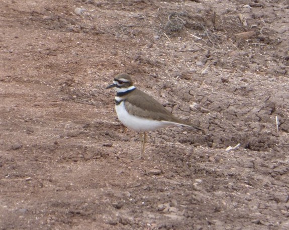 Killdeer.jpg