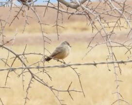 Say's Phoebe