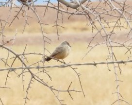  Say's Phoebe