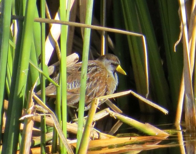 Sora