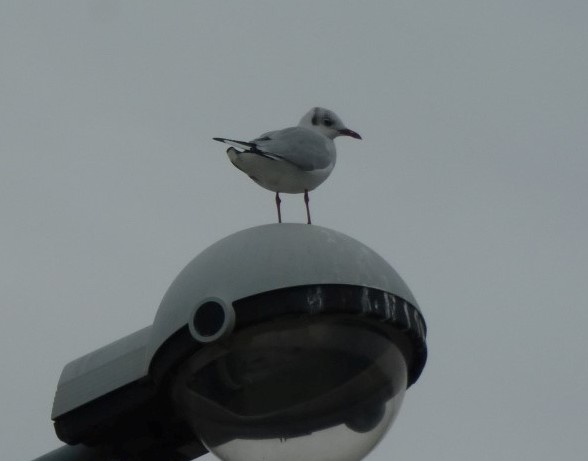Black-headed Gull