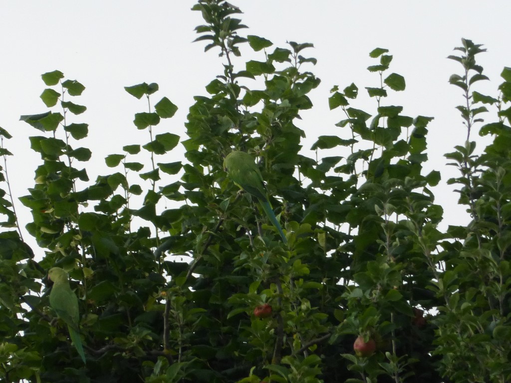 Monk Parakeets